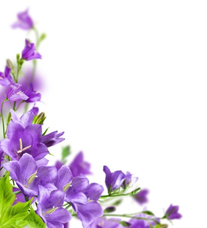 ramos-de-flores-de-colores-purpura